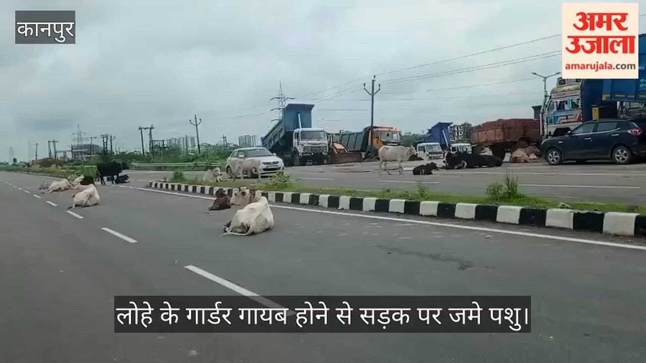 Stray Cattle Take Over Mandhana Ganga Barrage Highway in Kanpur