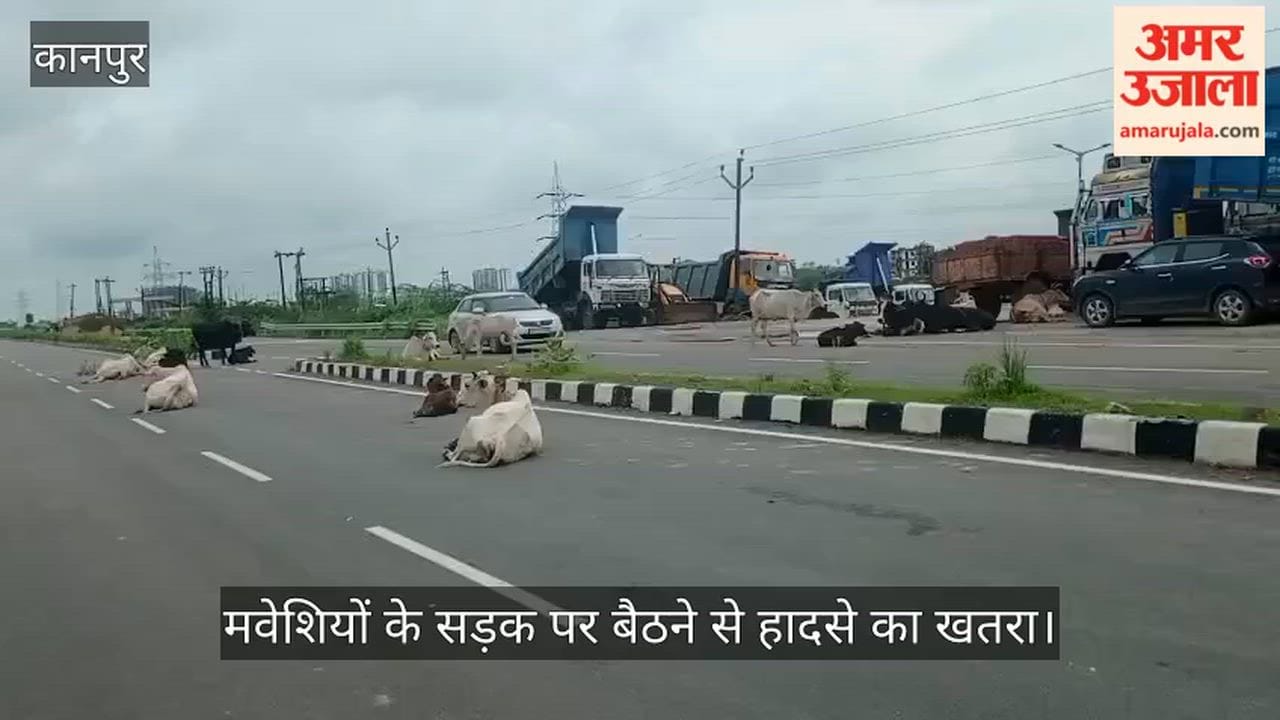 Stray Cattle Occupy State Highway