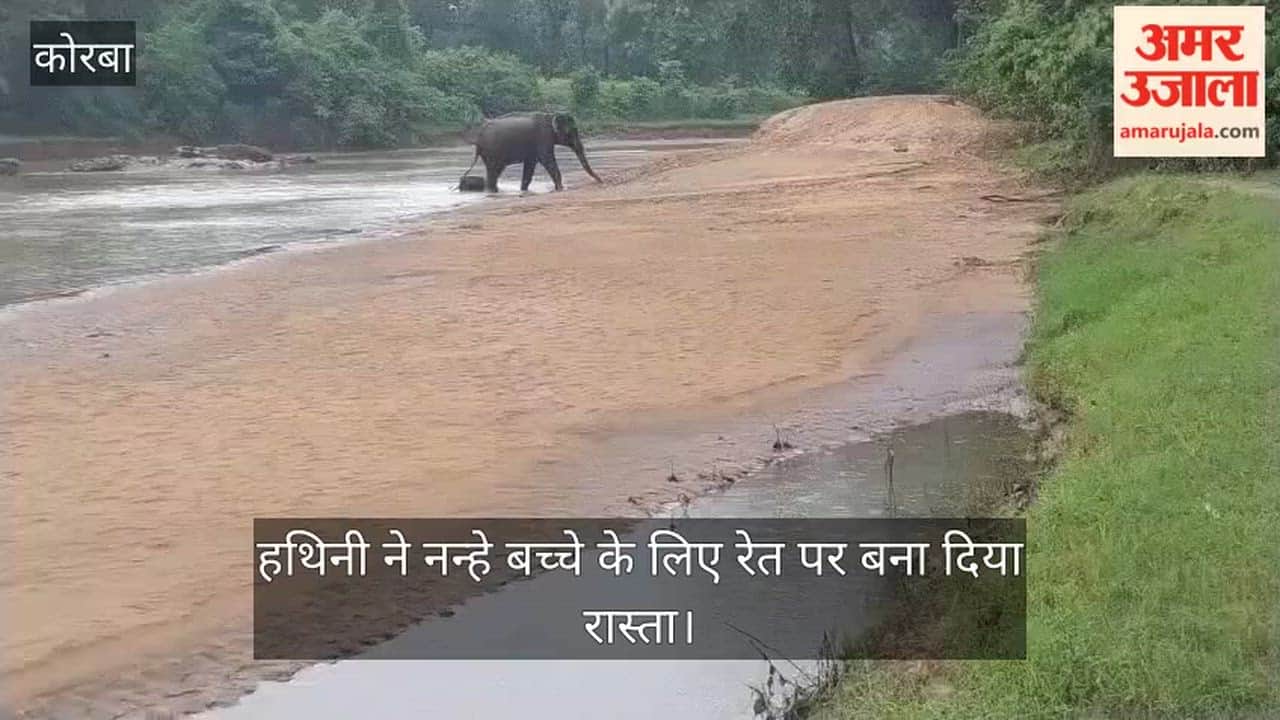elephant clears sandy path for calf in Katghora's Matin forest, touching video of maternal love goes viral in