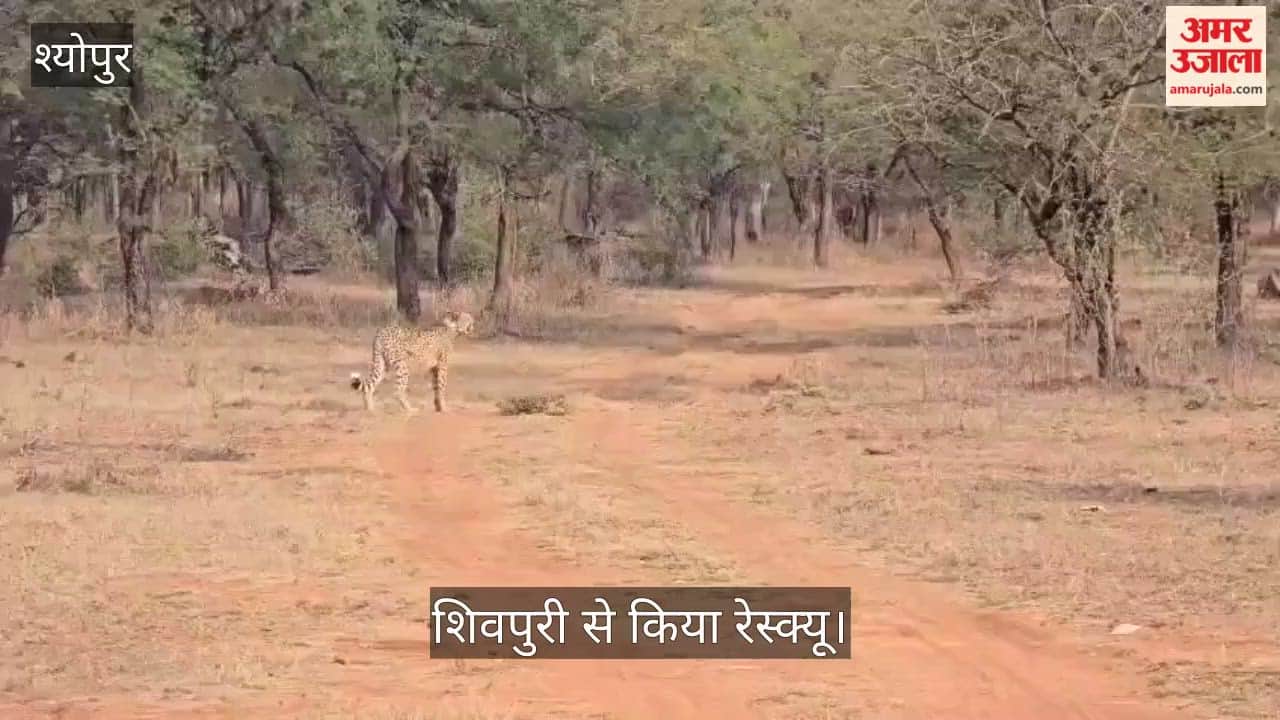Successful rescue of female cheetah Nirva, who had gone missing from Kuno; found near Shivpuri.