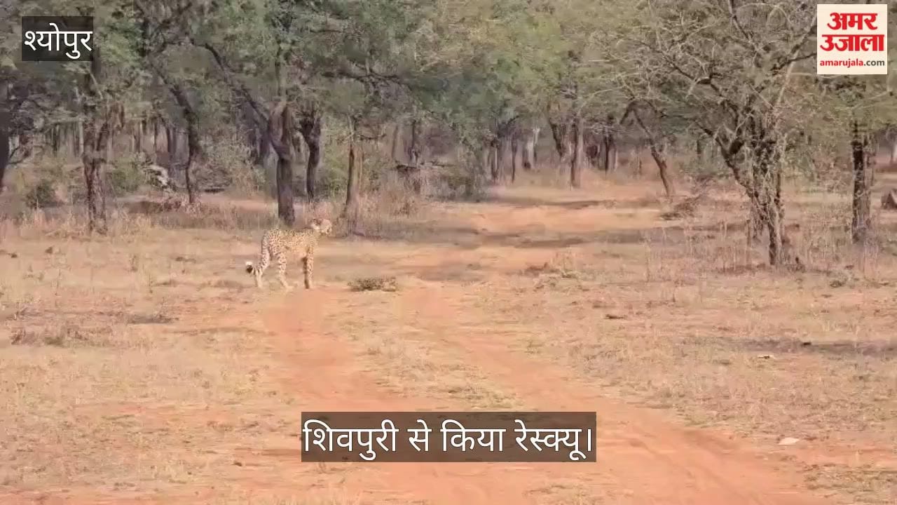 Successful rescue of female cheetah Nirva, who had gone missing from Kuno; found near Shivpuri.