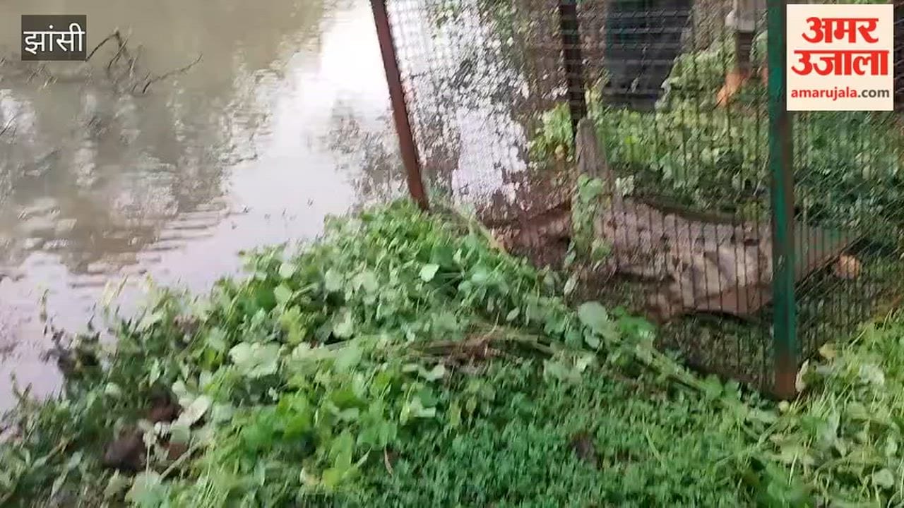 Crocodile caught after five days of intense effort; villagers heave a sigh of relief.
