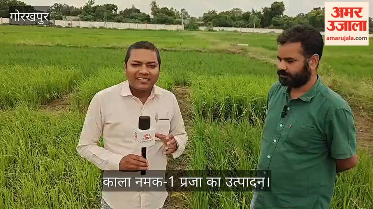 Farmers will receive Kala Namak paddy seeds free of cost next year.