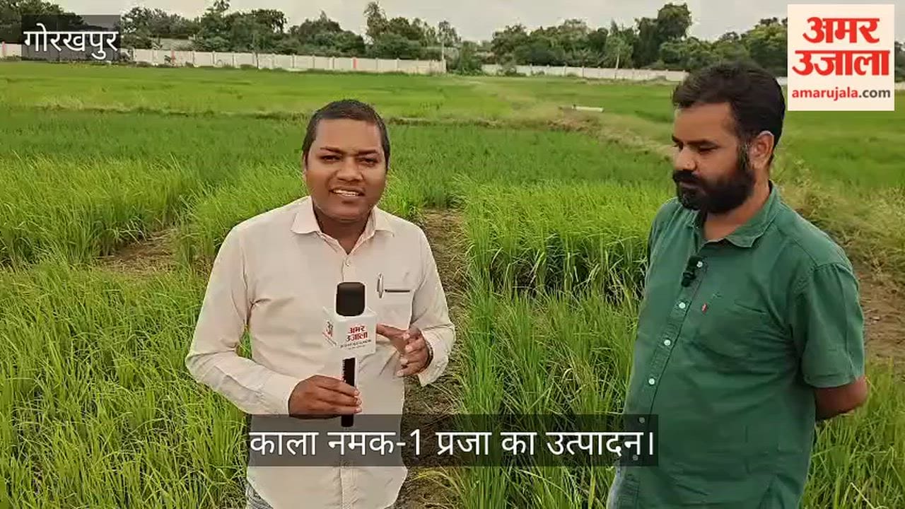 Farmers will receive Kala Namak paddy seeds free of cost next year.