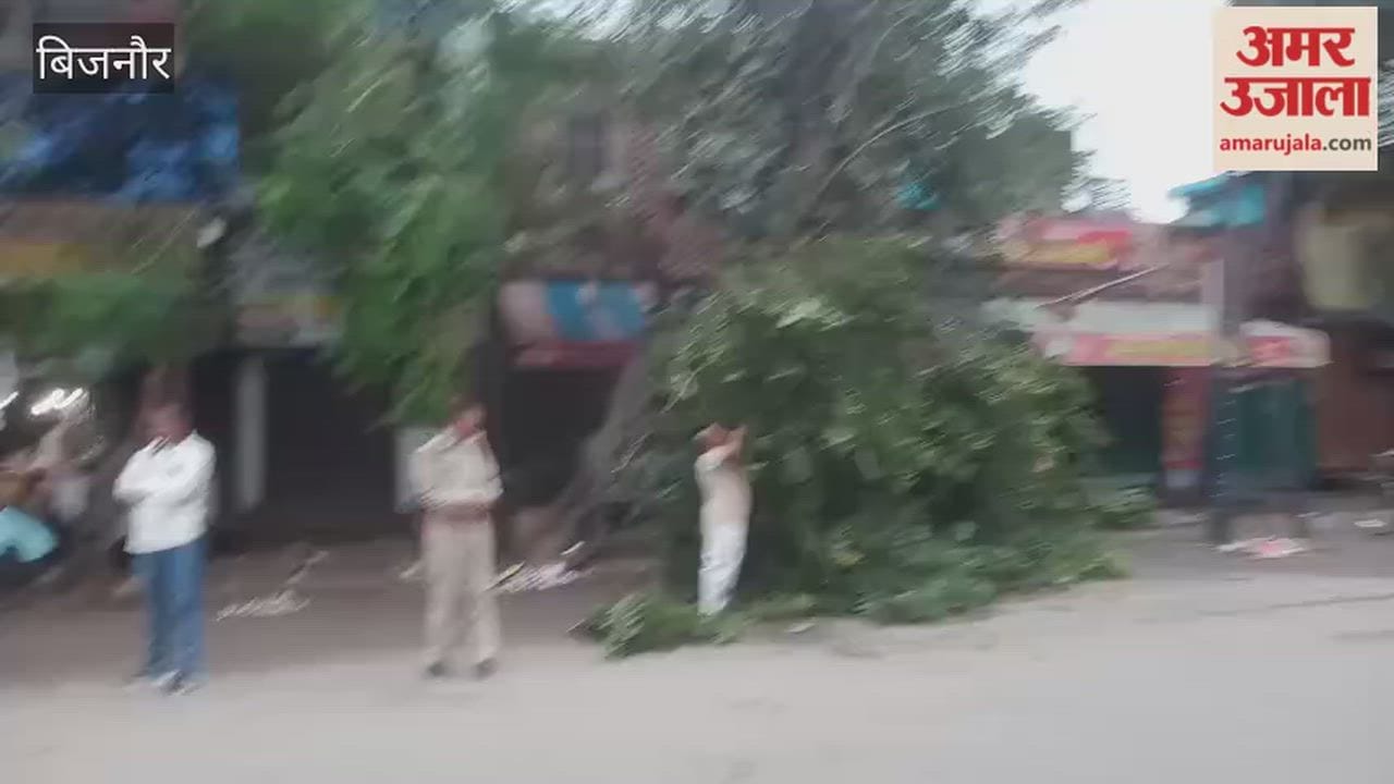 Bijnor: Tree Falls on Power Line at Dhampur’s Nagina Crossing, Wires Break; Major Accident Averted