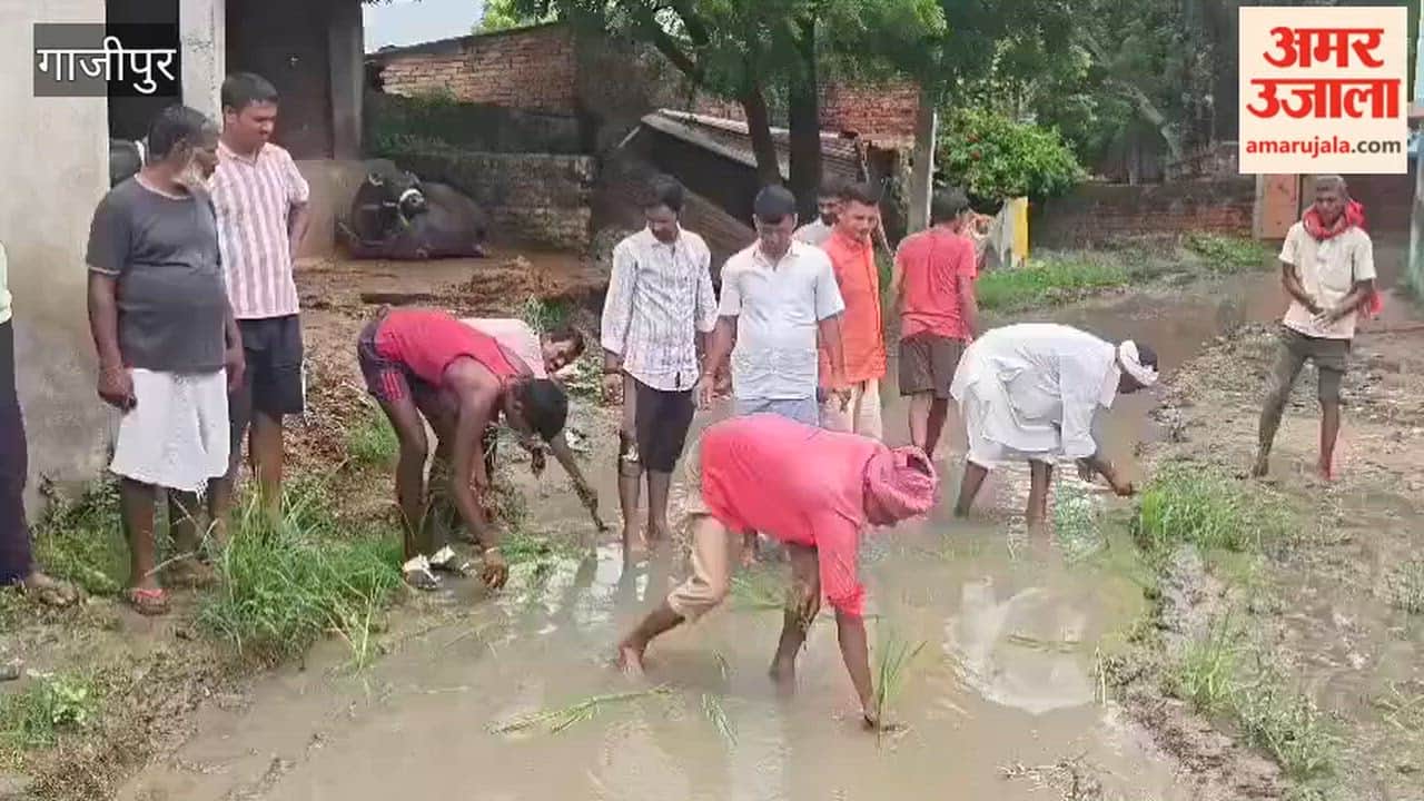 Protest staged transplanting paddy while standing knee-deep in water on road