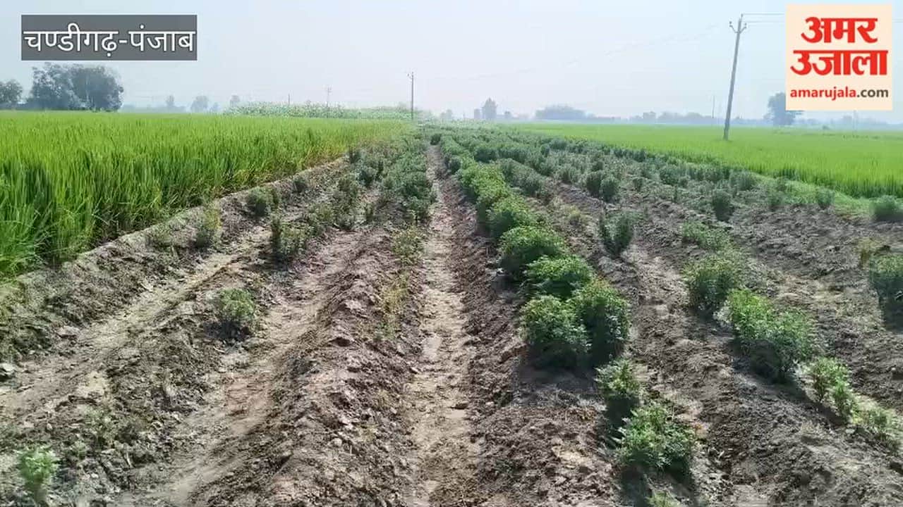 Farmers at the Hussainiwala border are earning ₹1,500 daily from marigold cultivation.