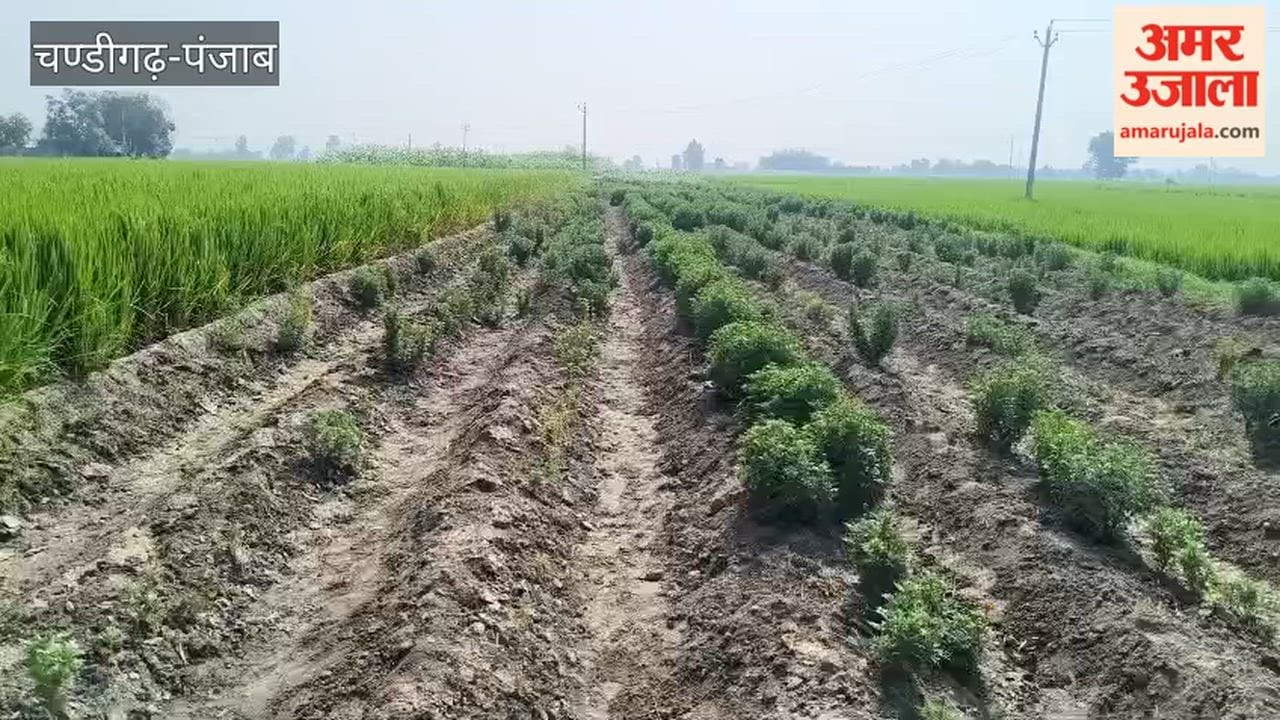 Farmers at the Hussainiwala border are earning ₹1,500 daily from marigold cultivation.