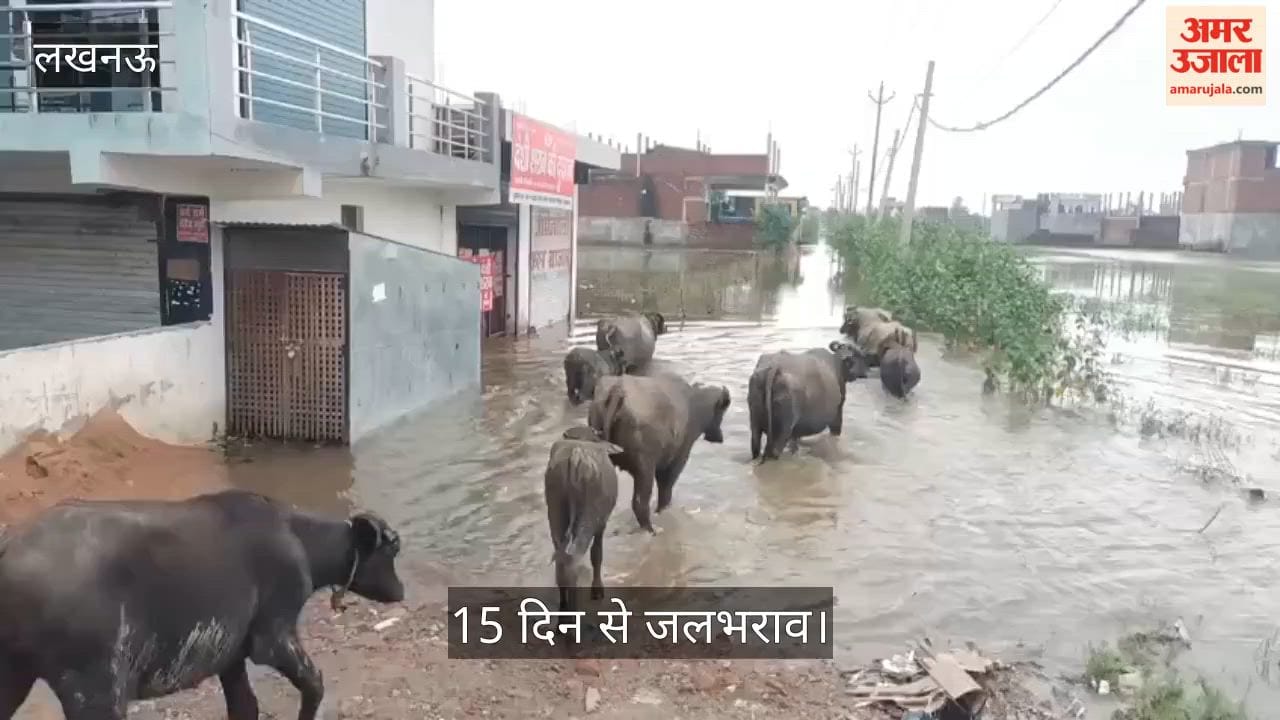Video: दाउदनगर की मामा कॉलोनी में बाढ़ जैसे हालात, 15 दिन से जलभराव
