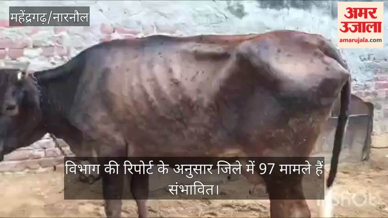 First case of cow death due to Lumpy disease reported in Narnaul's Hudina village; 60,000 animals vaccinated so far.