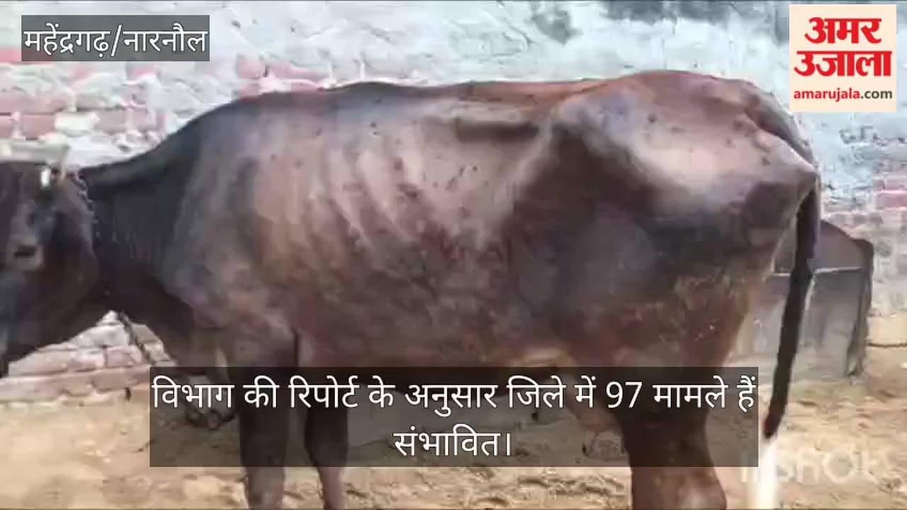 First case of cow death due to Lumpy disease reported in Narnaul's Hudina village; 60,000 animals vaccinated so far.