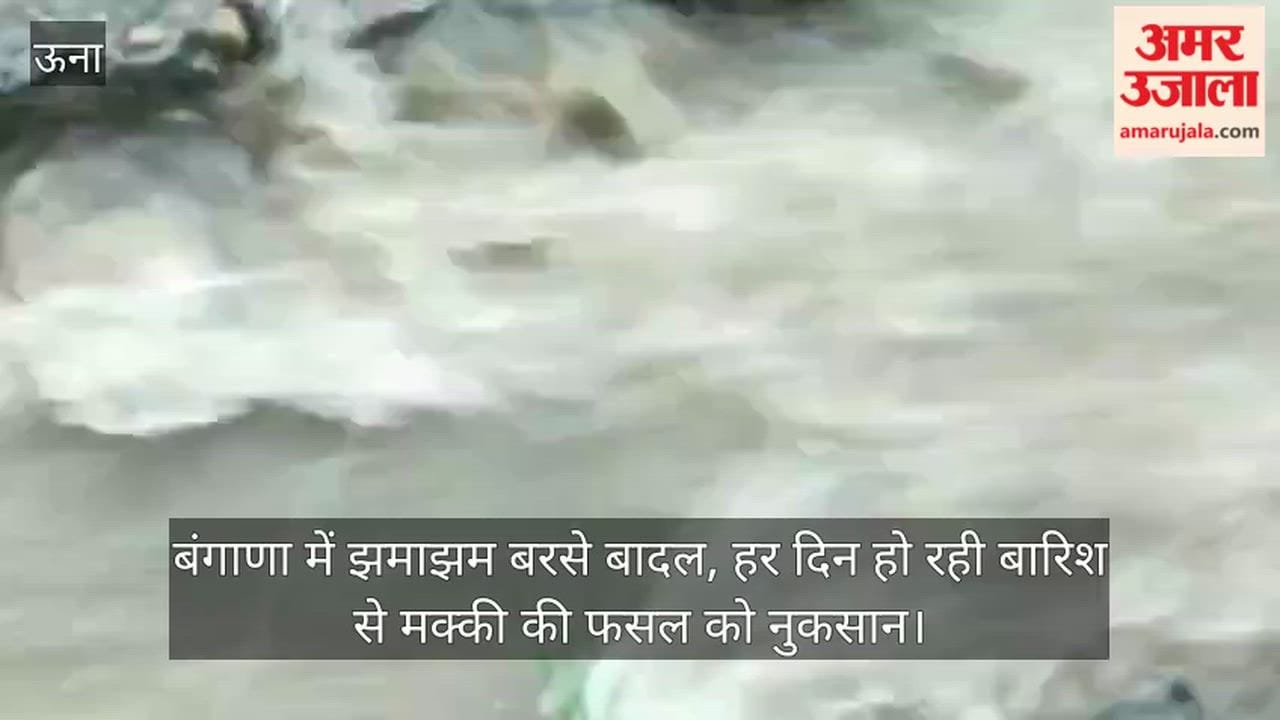 Heavy rain lashed Bangana; the maize crop is suffering damage due to the daily rainfall.