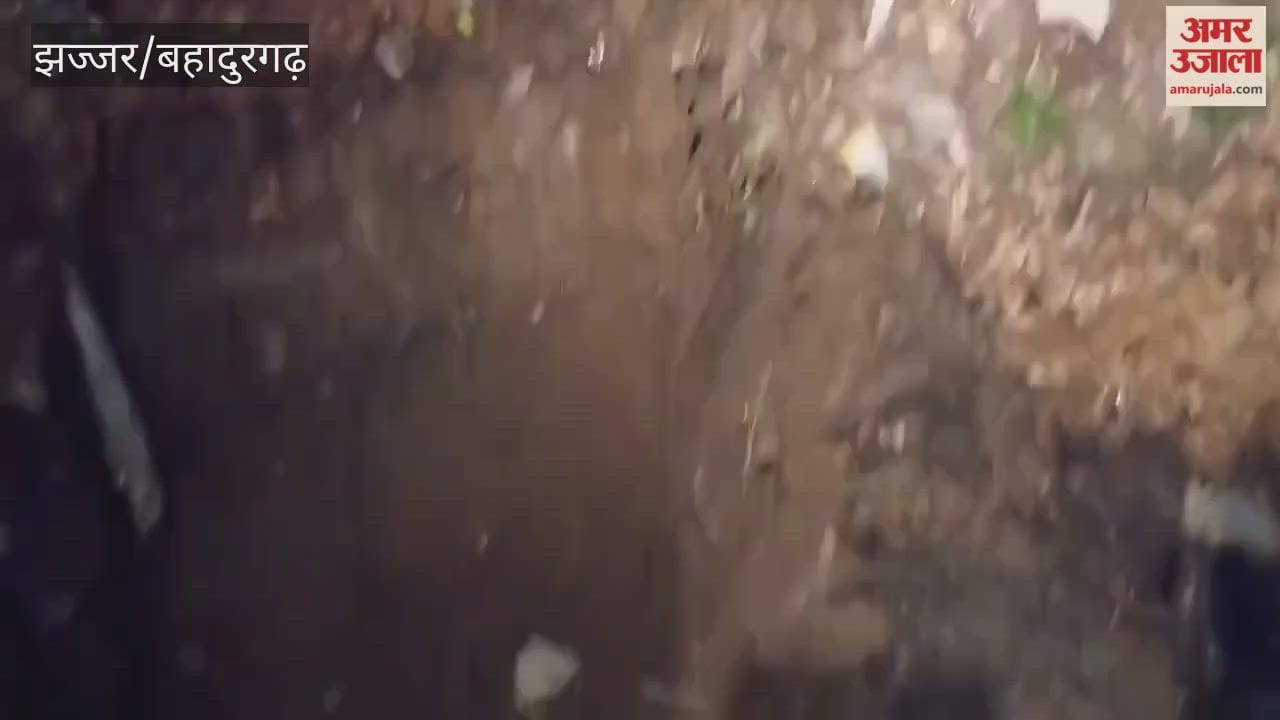200 kg of adulterated paneer brought for sale in Jhajjar city seized and destroyed by burying it in a pit.