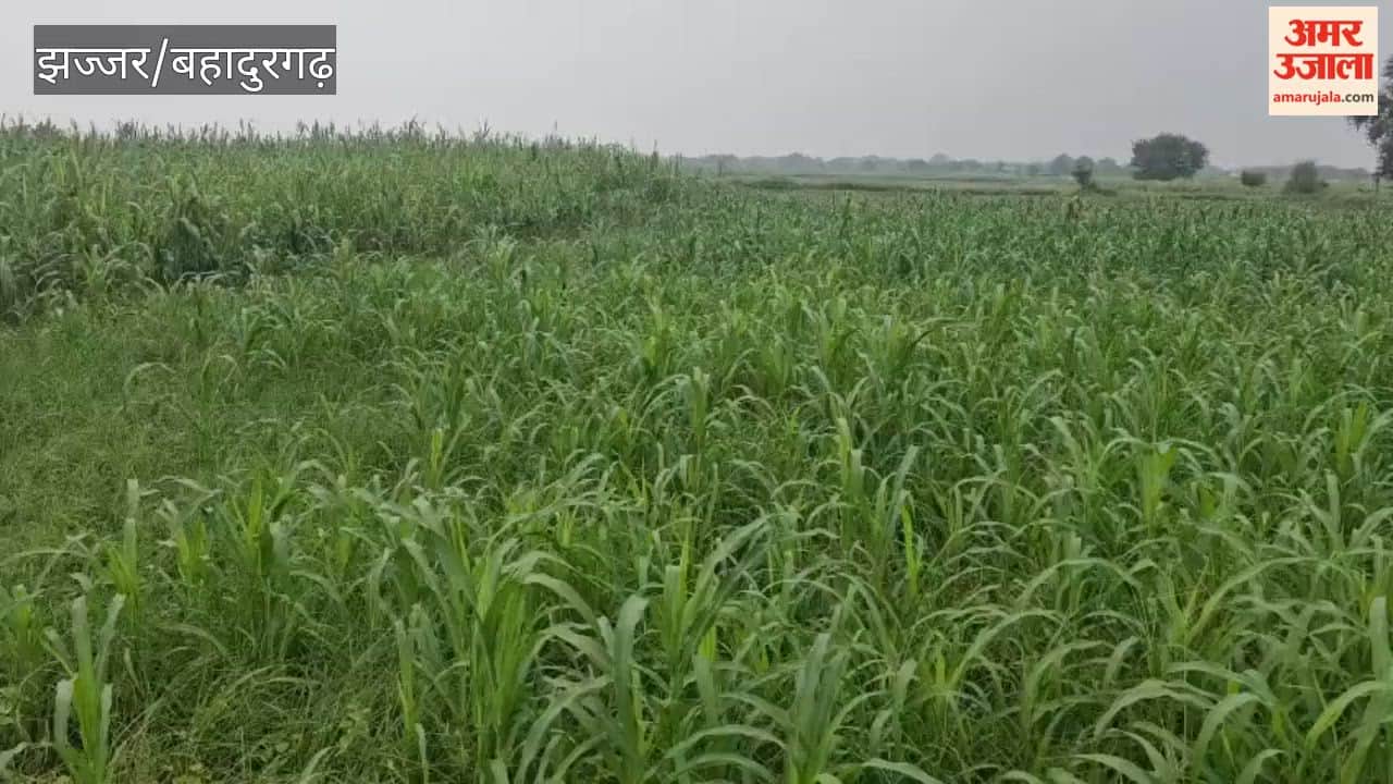 Greenery returns to the green fodder crop after the rain.