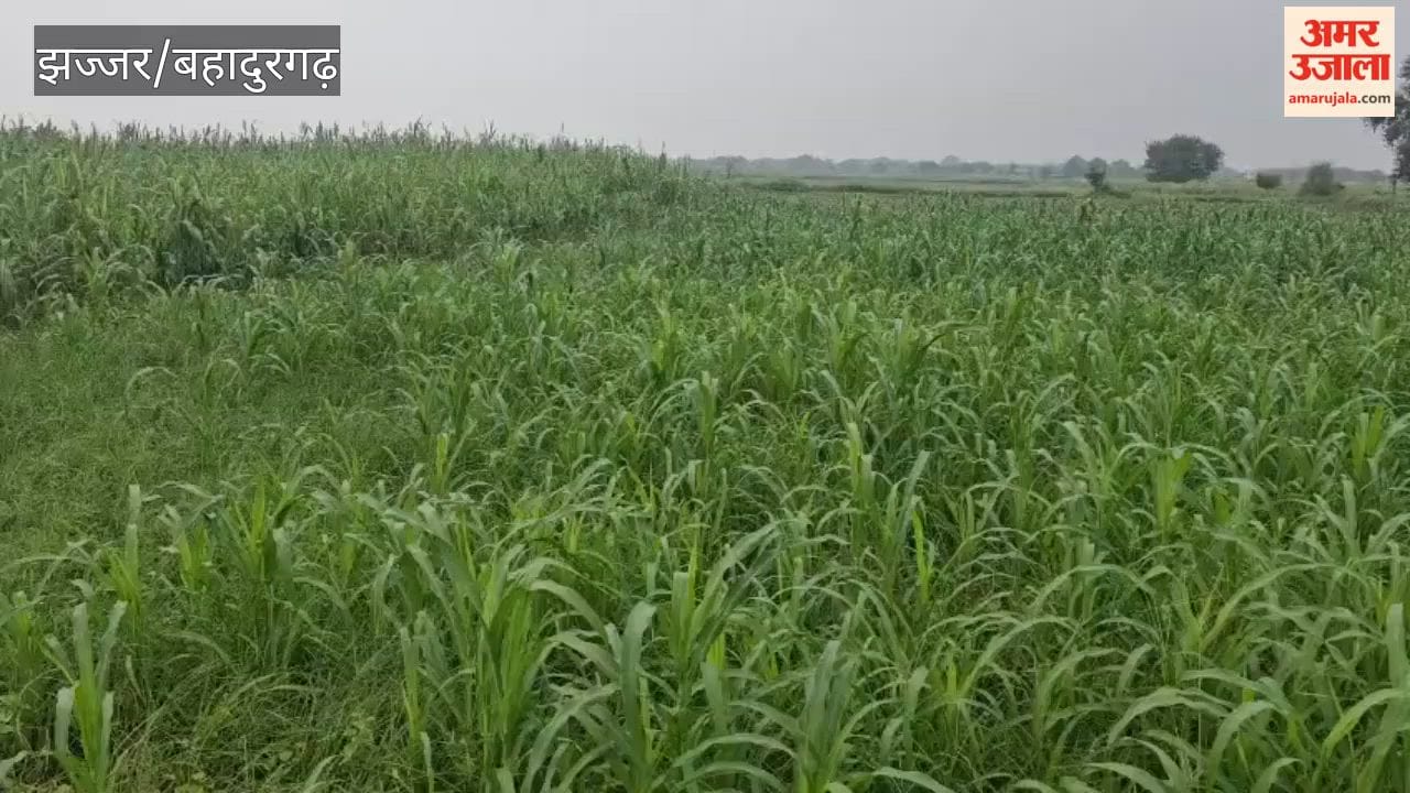 Greenery returns to the green fodder crop after the rain.