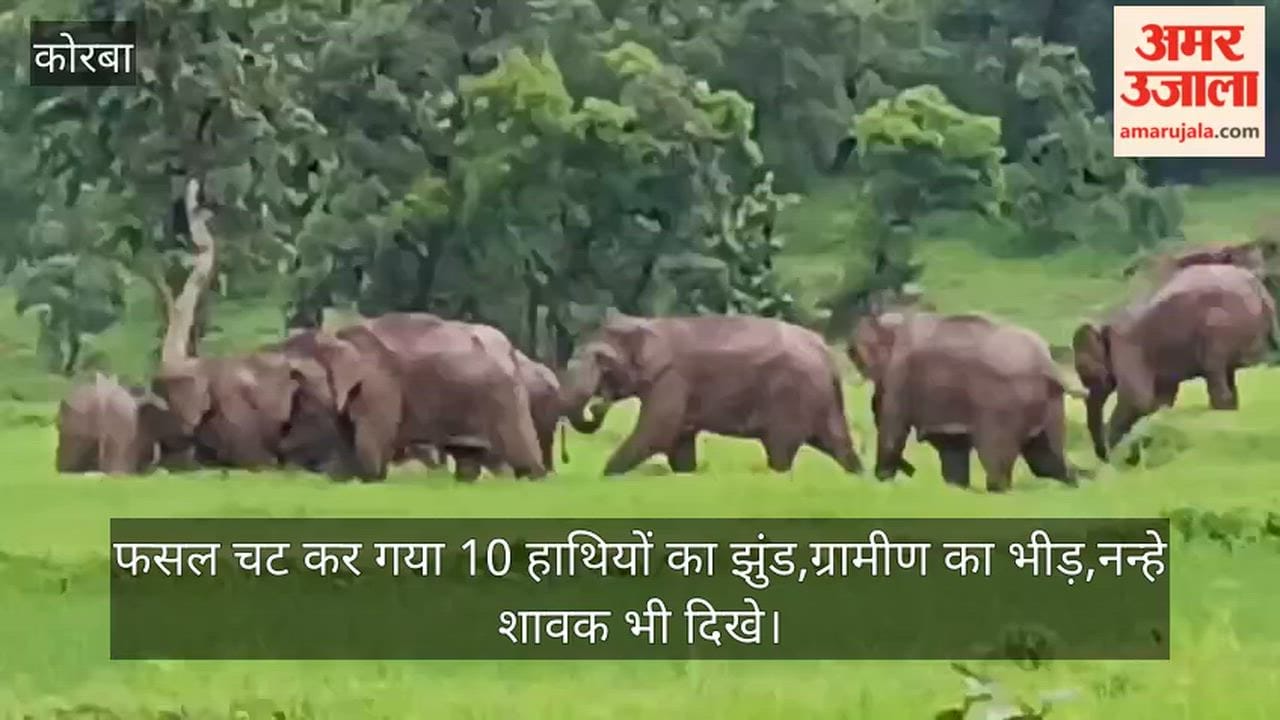 In Korba's Tanera, a herd of 10 elephants ate paddy crops amid villagers' noise, calves were also seen near vi
