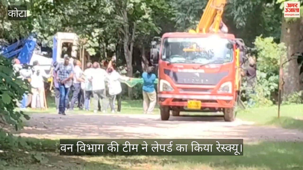 Kota: Morning Walkers Shocked as Leopard Spotted Sitting on Tree in Garden, Forest Team Rescues It