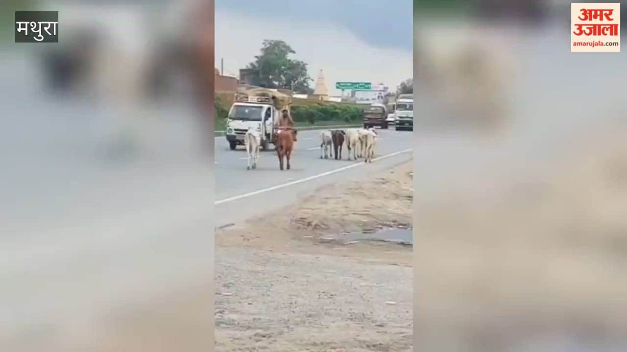 Searching for dry ground amidst the rain, stray cattle have taken to the streets.