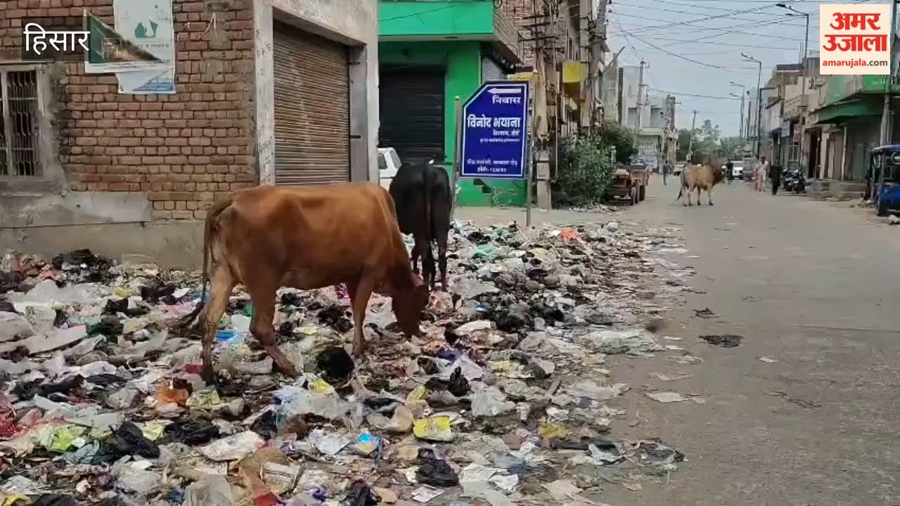 Filth spreads across Hansi's markets, with piles of garbage everywhere; shopkeepers' businesses also affected.