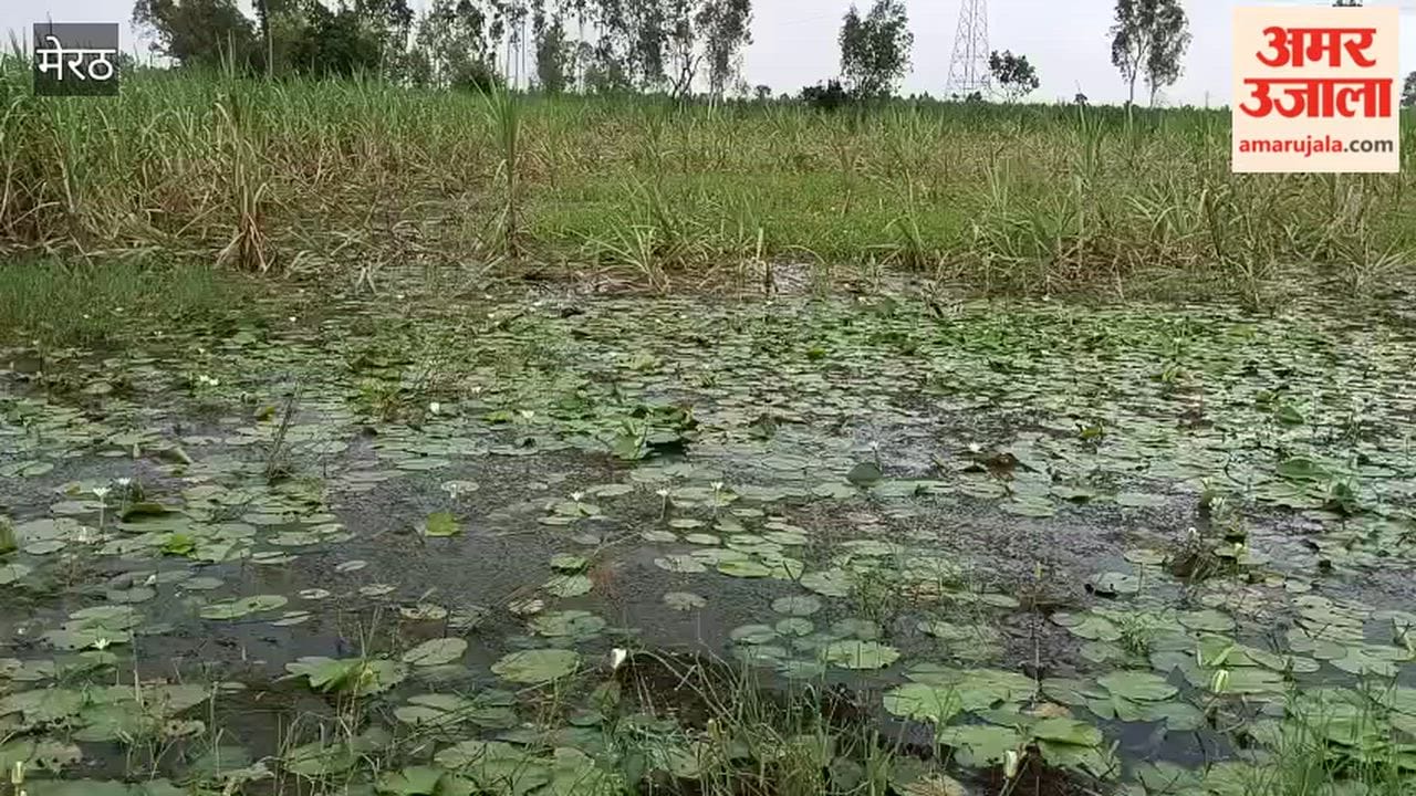 Hastinapur: Crops on the Verge of Damage After One-and-a-Half Months of Rain, Waterlogging Raises Farmers’ Concerns