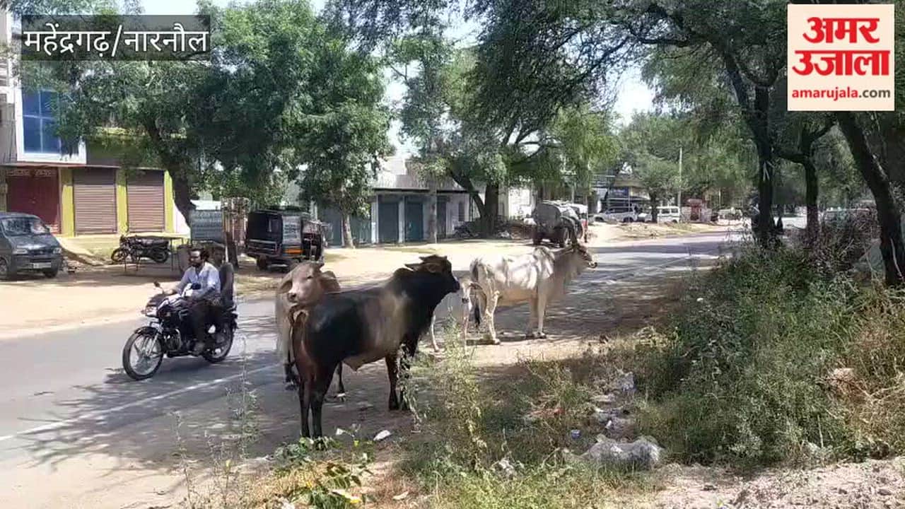 Narnaul: Rising Lumpy outbreak, 117 active cases; two cows dead.