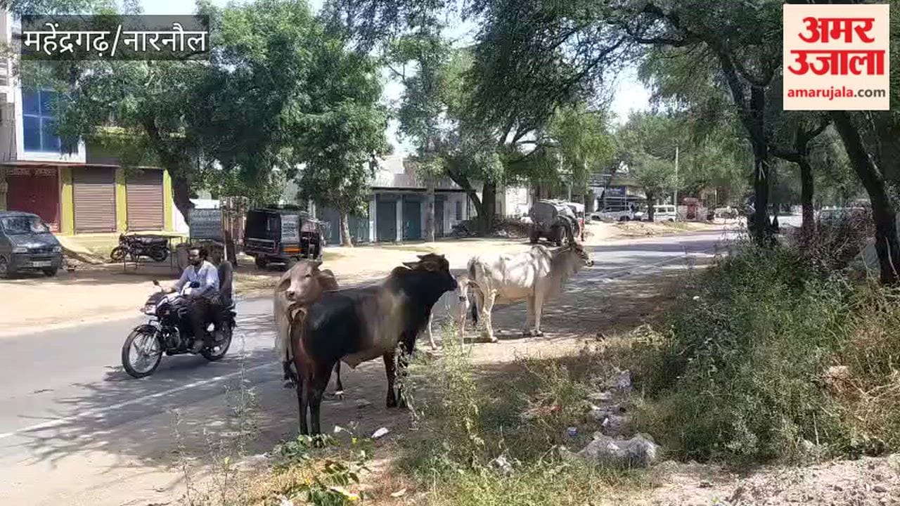 Narnaul: Rising Lumpy outbreak, 117 active cases; two cows dead.