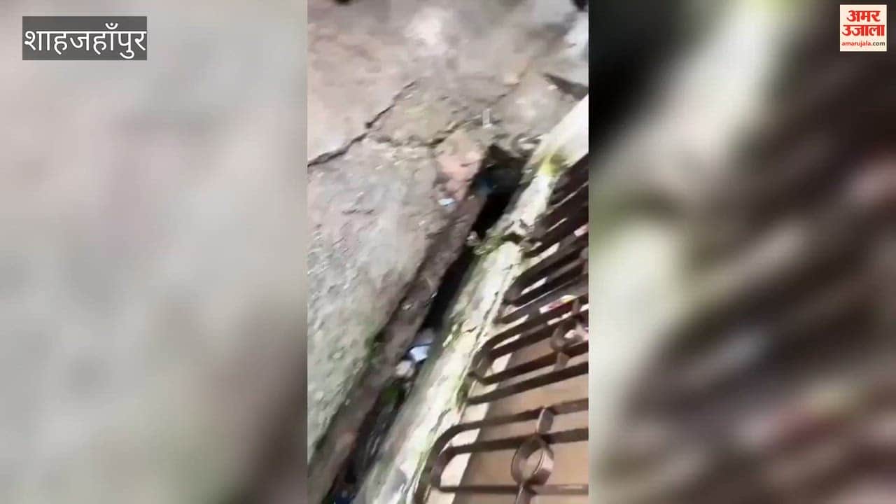 Crocodile enters city drain; panic among residents in Shahjahanpur