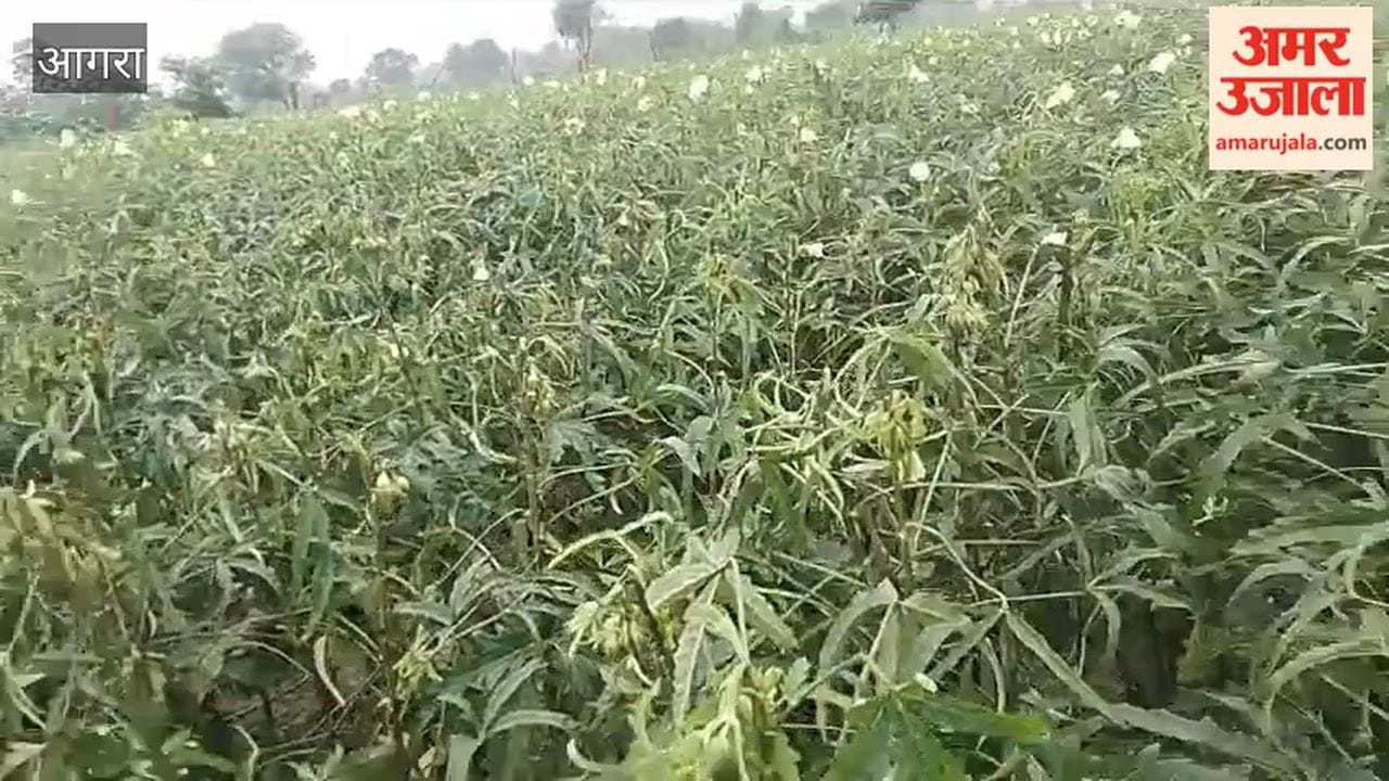Seven bighas of okra crop burnt after being struck by lightning