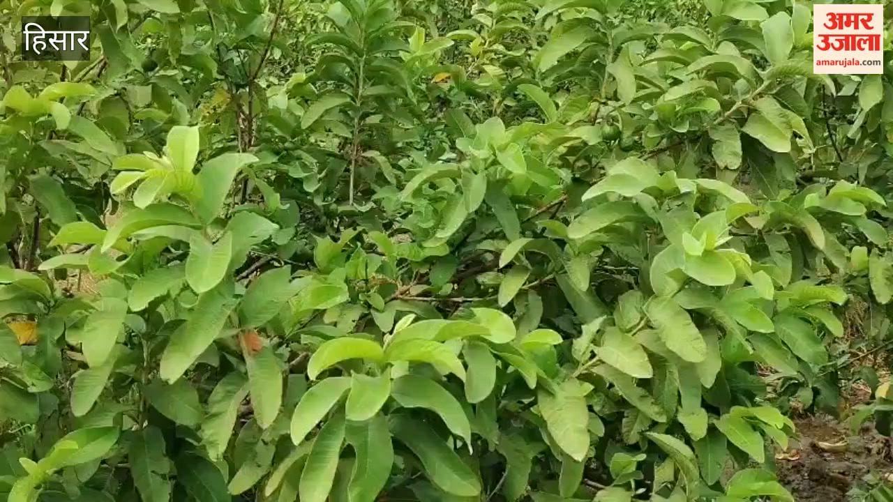 Hansi district is gradually carving out a niche for itself across India in the realm of fruits and vegetables.