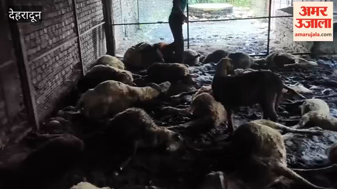 Dehradun: A pack of stray dogs entered an enclosure in the Kudkawala settlement of Doiwala and attacked sheep and goats, leaving 37 injured