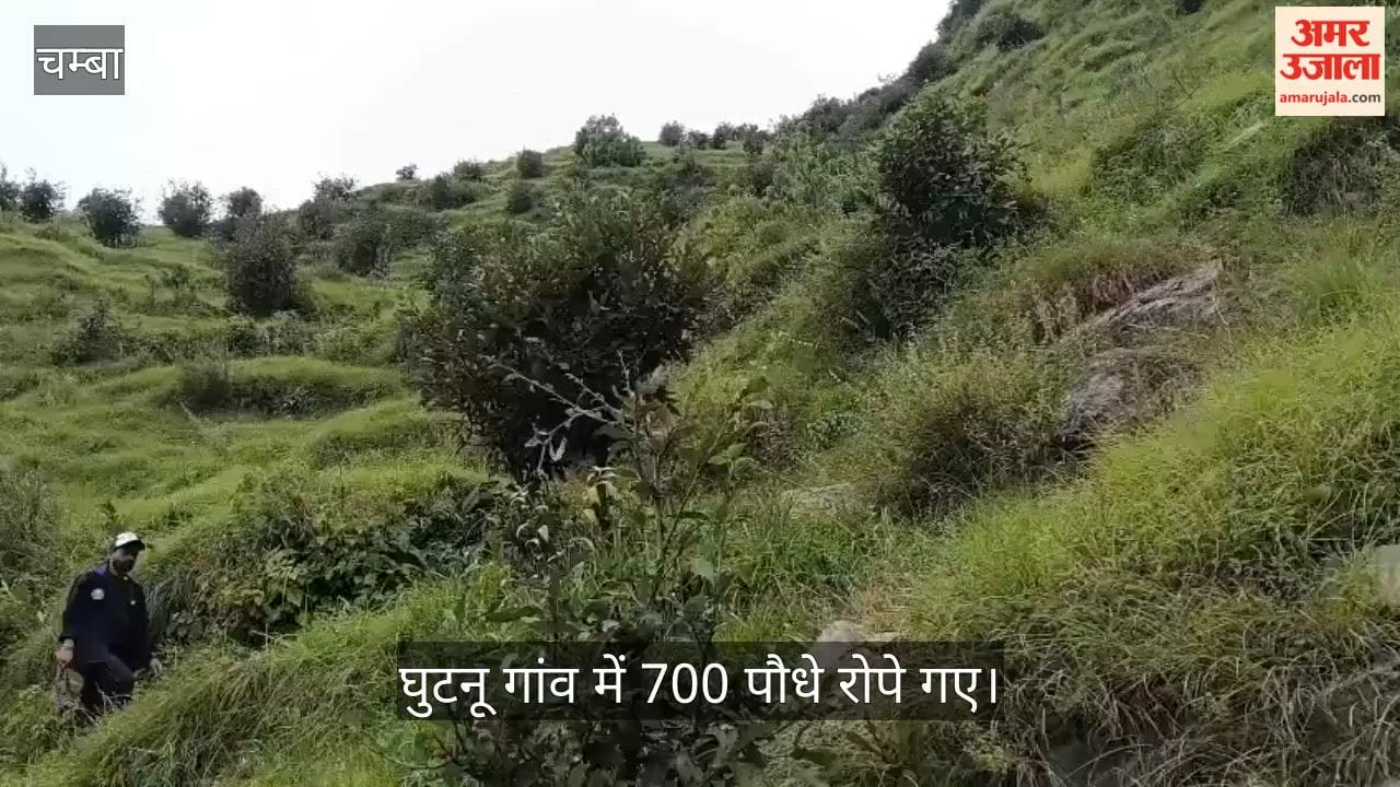 700 saplings planted ghutnu chamba environment conservation forest department
