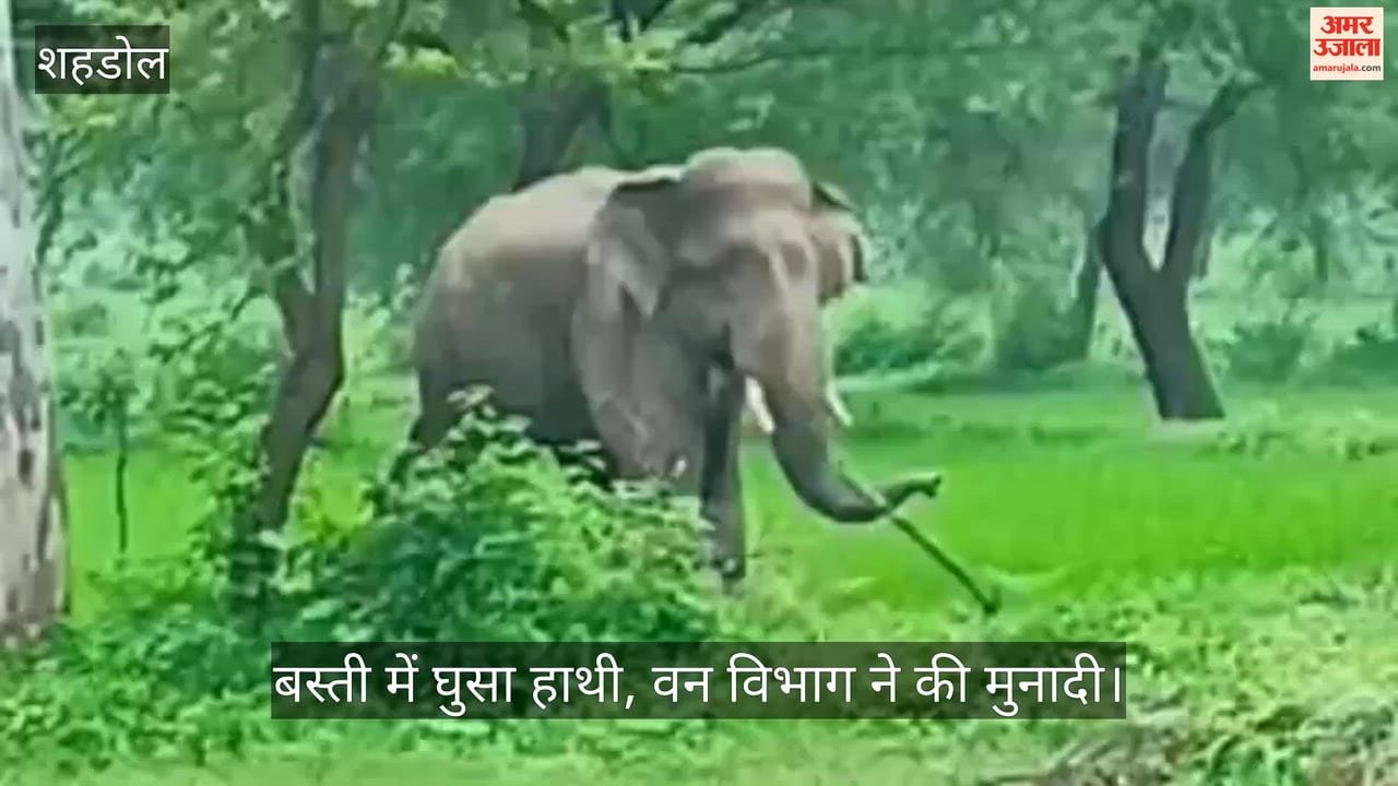 Elephant reaches settlement; heightened vigilance in villages following bear attack (Video)