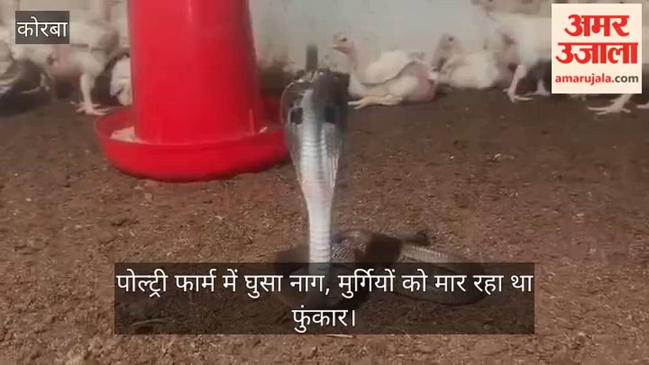 Korba: Cobra Snake Found Hissing Among Hundreds of Chickens, Panic at Poultry Farm; Safely Rescued