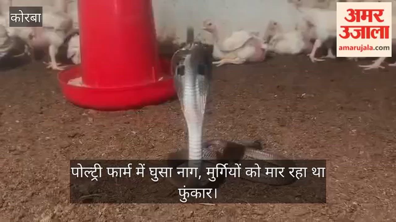 Korba: Cobra Snake Found Hissing Among Hundreds of Chickens, Panic at Poultry Farm; Safely Rescued