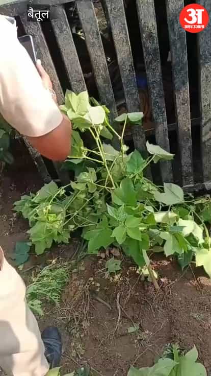 The Forest Department successfully rescued a suspected lion on the Maharashtra border; villagers breathed