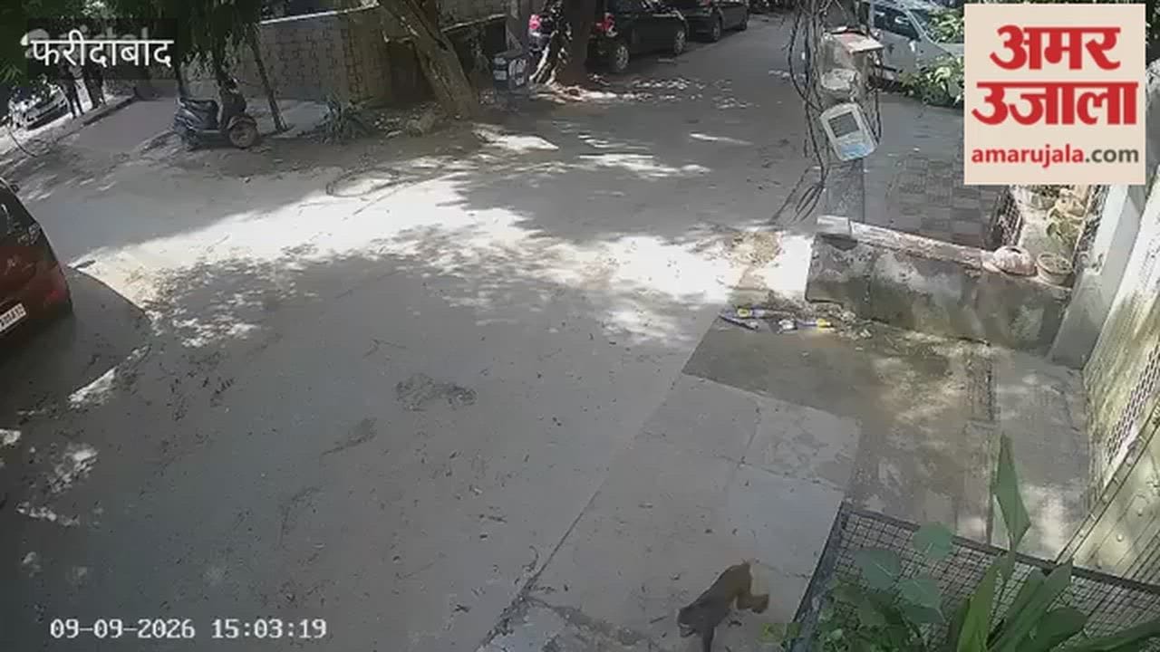 Monkey menace in Faridabad's Springfield Colony