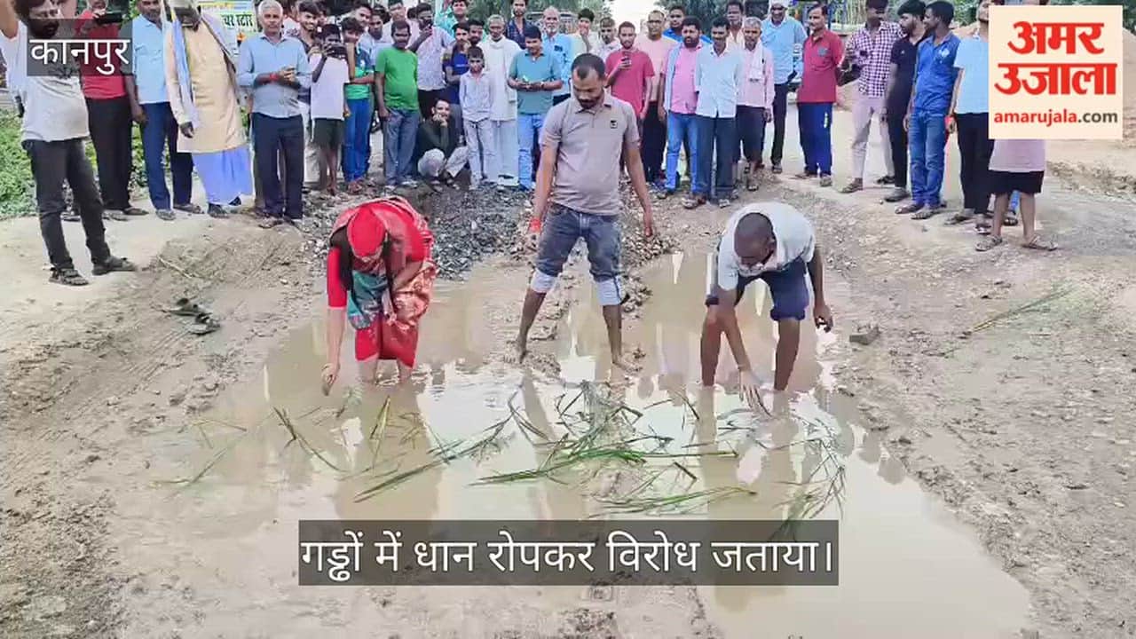 Paddy planted in potholes on the road in Kanpur's Vishdhan; SP stages protest.