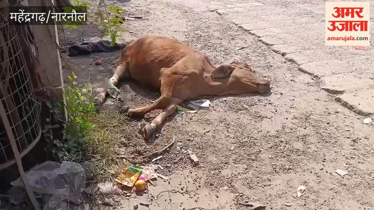 Death of cattle at Tau Devi Lal Chowk in Nizampur, Narnaul; demand for investigation into the cause.