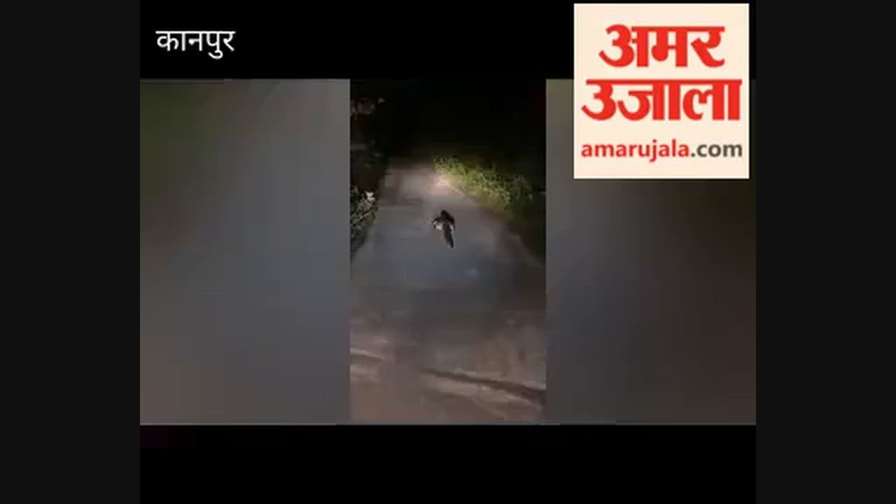 Kanpur: Crocodile Spotted on Road Between Rautapur and Umri; Video Goes Viral