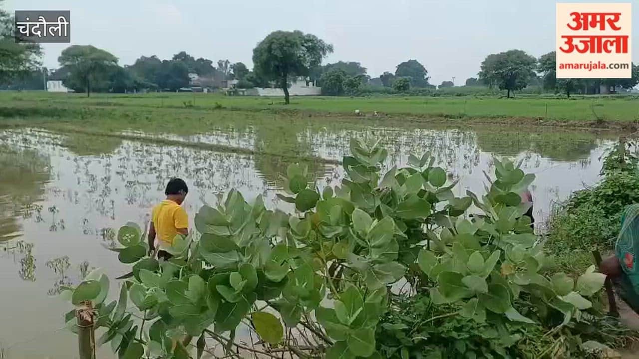 Two bighas of chilli crop submerged in rainwater; farmers grappling with financial distress
