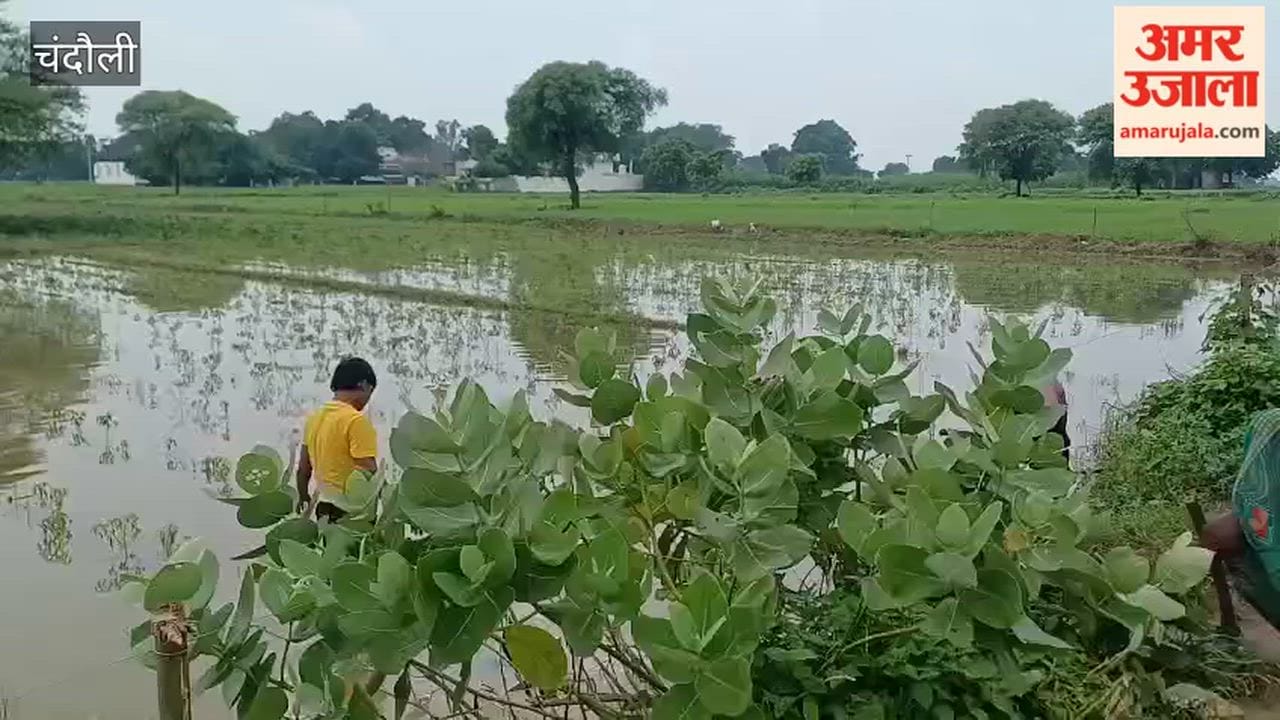 Two bighas of chilli crop submerged in rainwater; farmers grappling with financial distress
