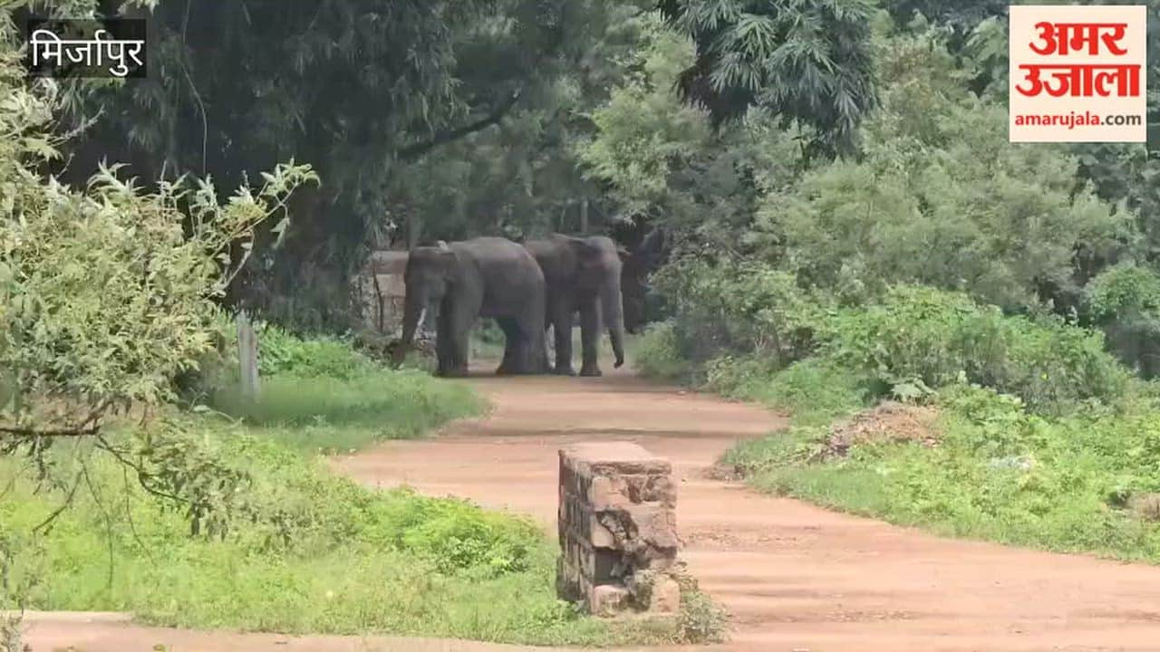 Pair of wild elephants roaming in MP