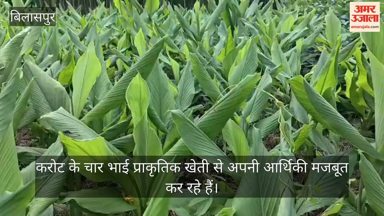 natural farming msp income bilaspur karot farmers turmeric elephant foot yam