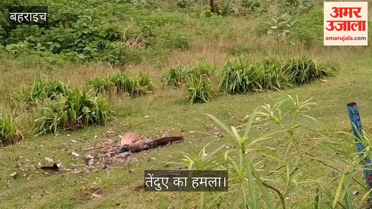 बहराइच: कतर्नियाघाट में तेंदुए का लाइव शिकार, मोर को दबोचा; वीडियो वायरल