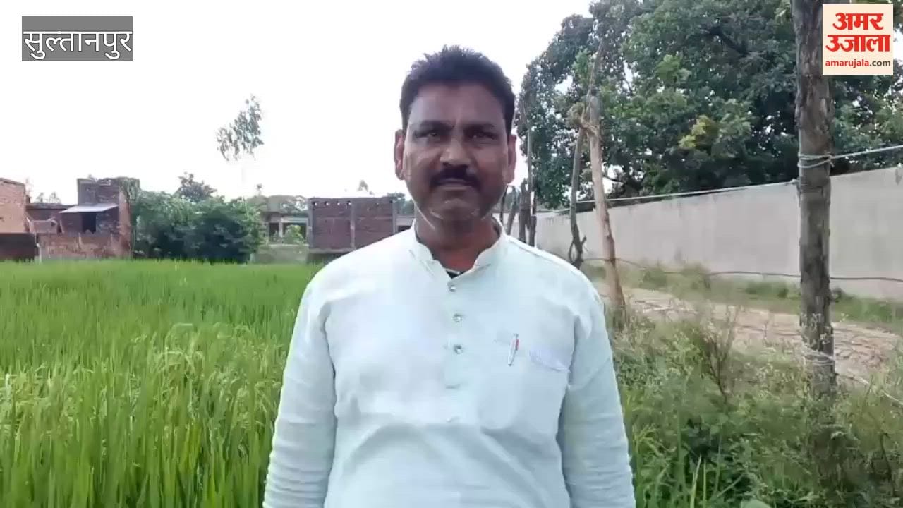 सुल्तानपुर में धान की फसल में रोग लगने से किसानों की बढ़ी चिंता