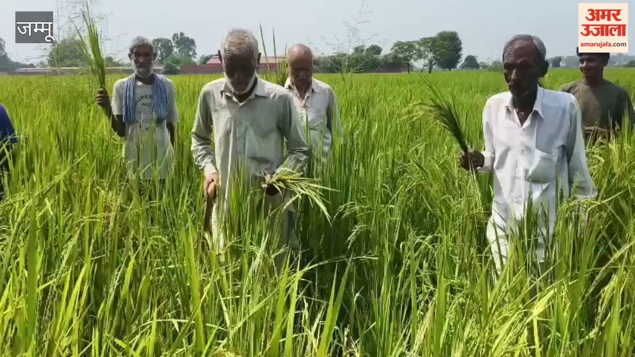 Paddy seeds fail to sprout in farmers' fields