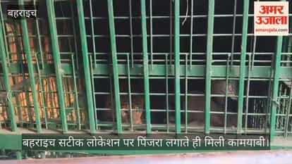 बहराइच: चहलवा गांव में पिंजरा लगने के एक घंटे में कैद हुआ तेंदुआ