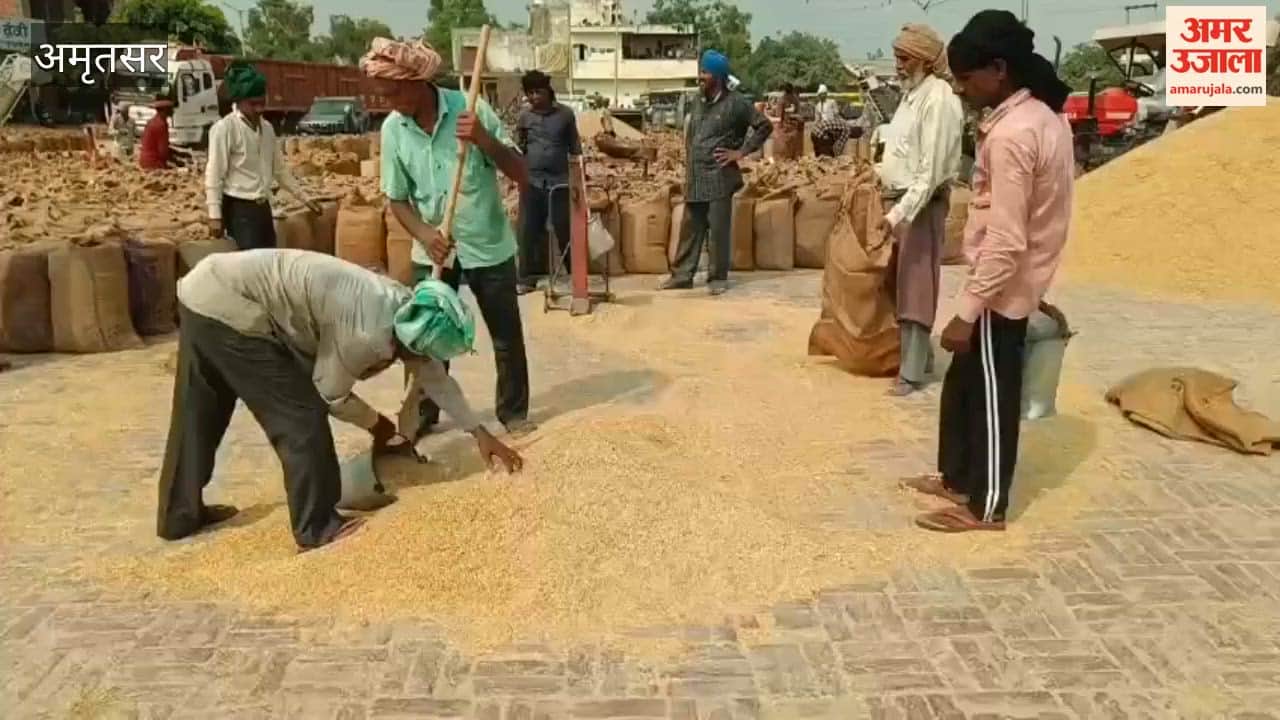 Bumper arrival of paddy at Amritsar's Bhagtanwala grain market; price of 1509 Basmati reaches ₹4,200.