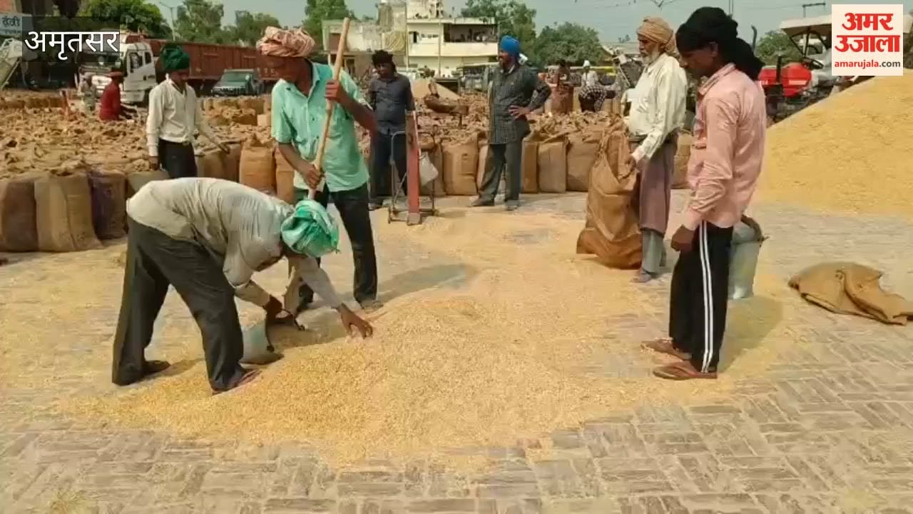Bumper arrival of paddy at Amritsar's Bhagtanwala grain market; price of 1509 Basmati reaches ₹4,200.