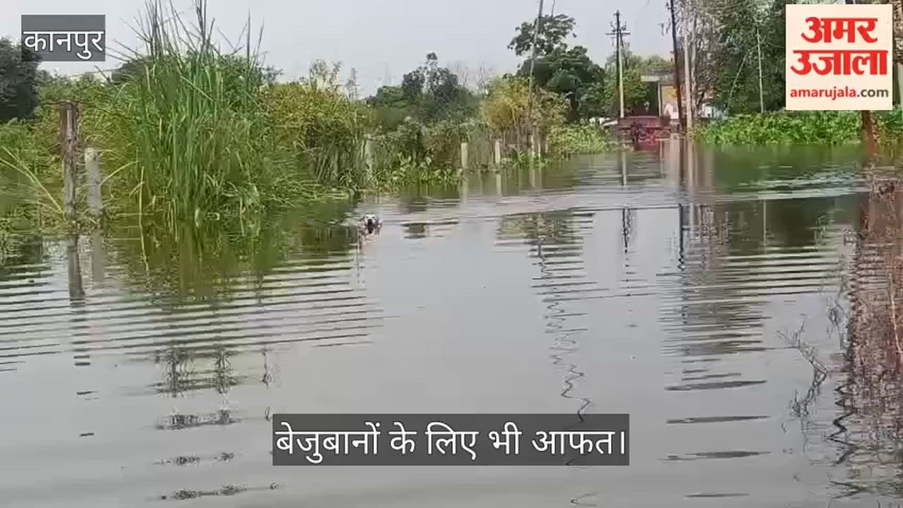 Kanpur: Ganga floods spell trouble for the voiceless too; dogs stranded in the water.